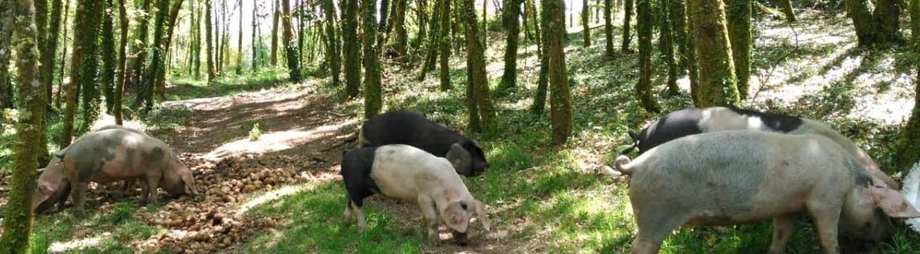 Comprar porco celta Online | Atilano Anllo