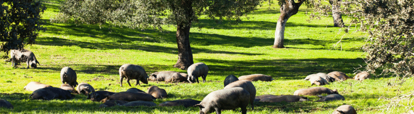 Comprar el mejor jamón ibérico | Luis Domingo