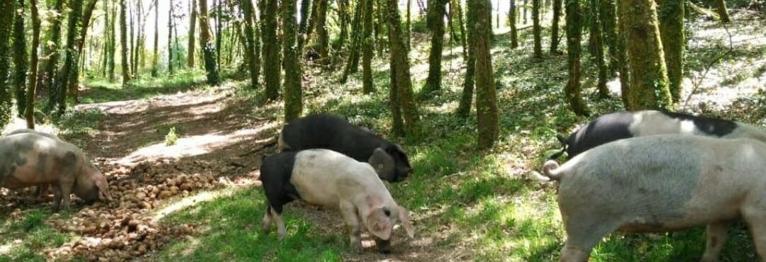 Las características del Porco celta